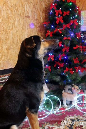 Собака Дружок, овчарка, 1.5 годика от роду