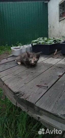 Котенок девочка