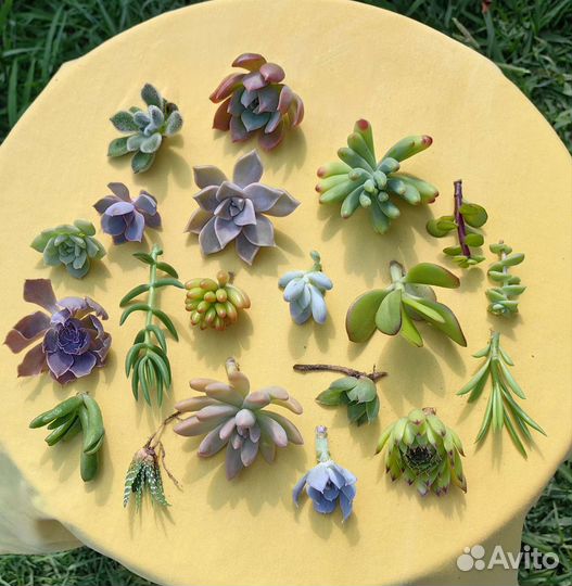 Суккуленты