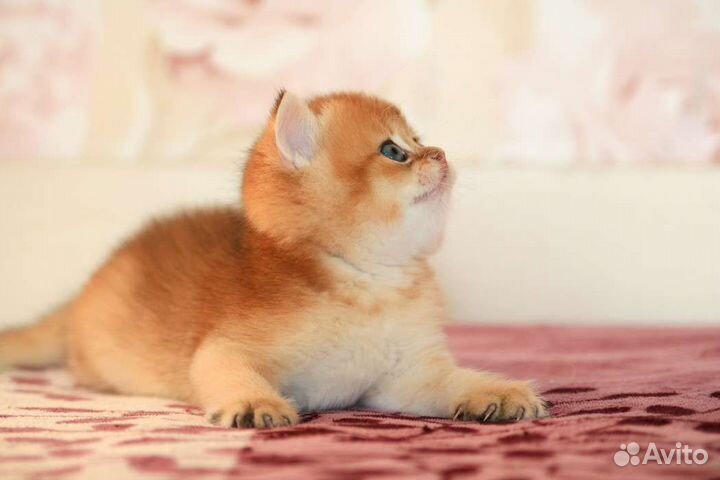 Кошки