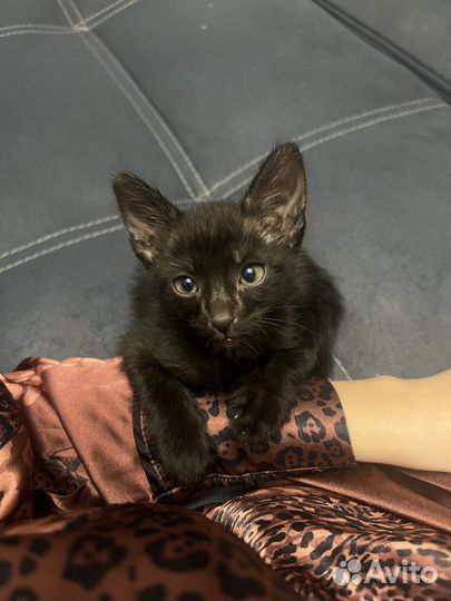 Черный котенок мальчик