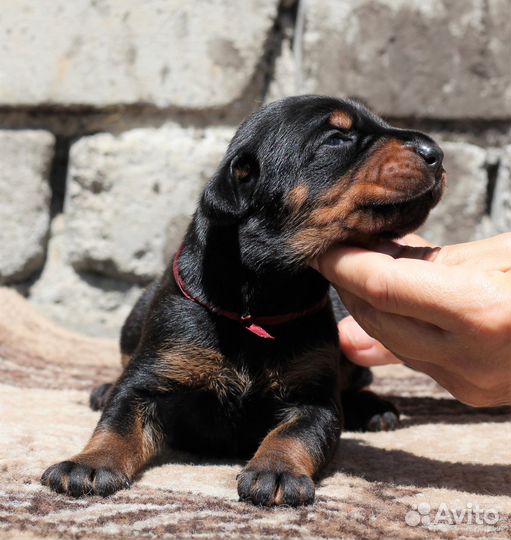 Прекрасные щенки добермана