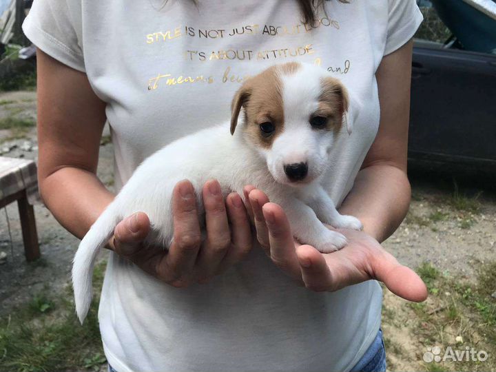 Щенки джек Рассел терьер