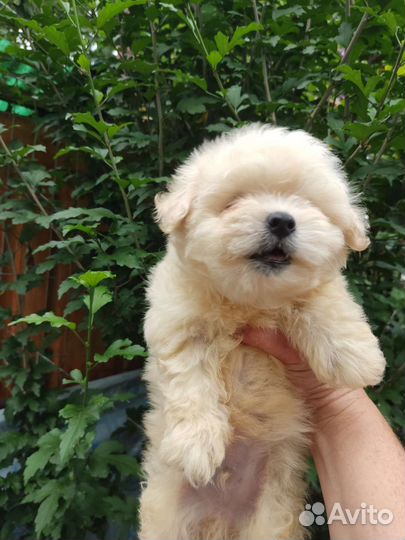 Мальтипу детки f2