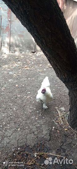 Китайские шелковые куры