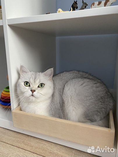 Шотландский кот