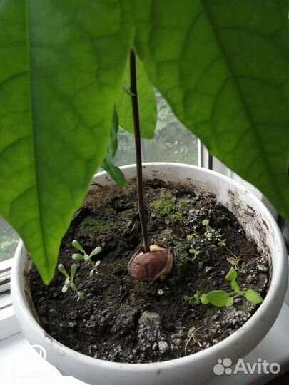 Авокадо растение