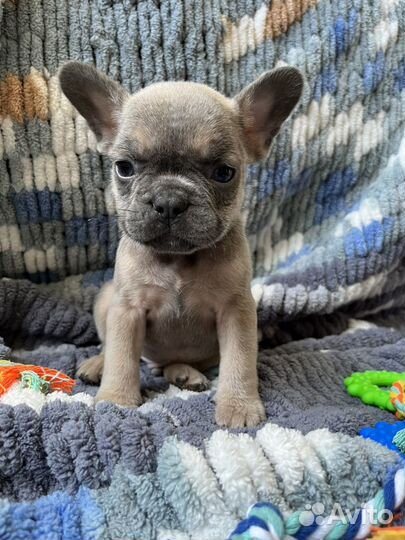 Французский бульдог щенки