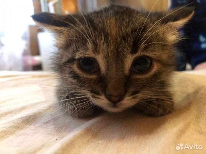 Отдам котенка, девочка)возраст 2 месяца