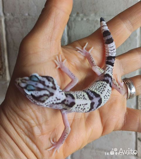 Иранские эублефары