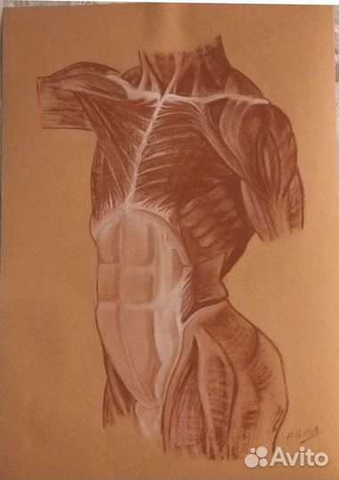 Рисунок торс сангина пастель