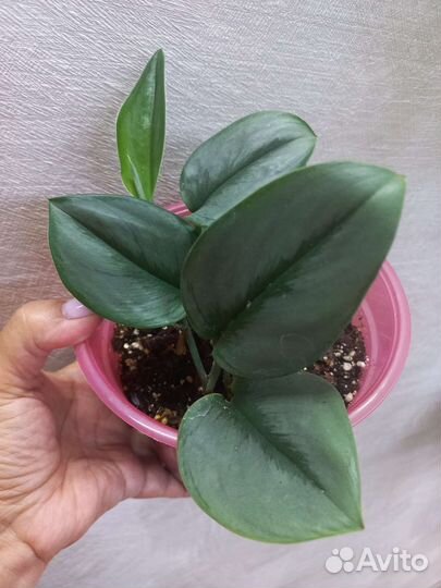 Сциндапсус