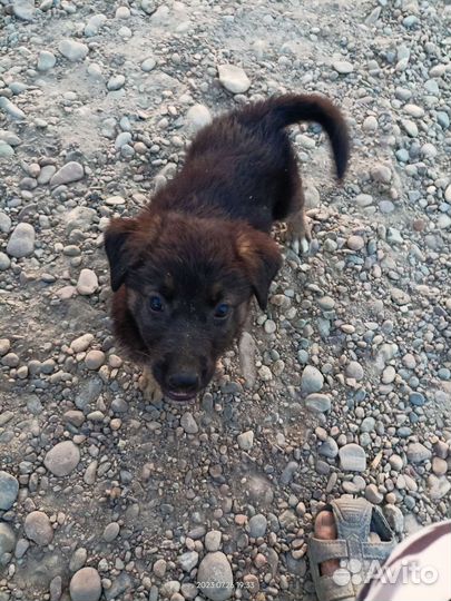 Собаки щенки