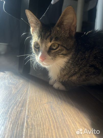 Котята в добрые руки мальчики