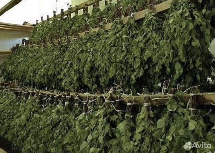 Веники для бани дубовые, берёза