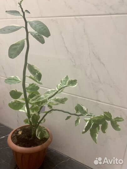 Педилантус