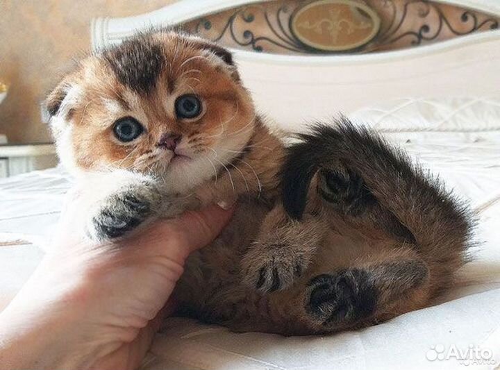 Шотландцы драгоценного окраса и кот для вязки