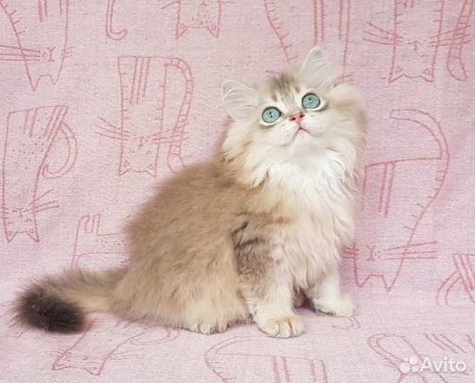 Британская длинношерстная шиншилла