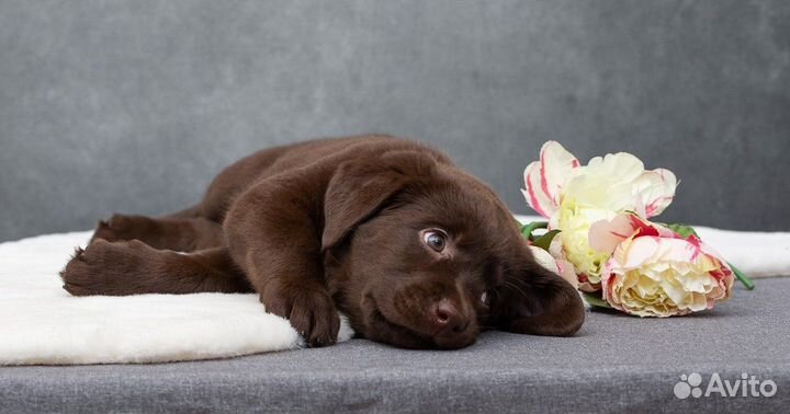 Щенки лабрадора