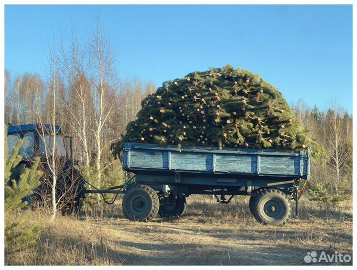 Сосна Новогодняя