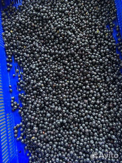 Черника свежая