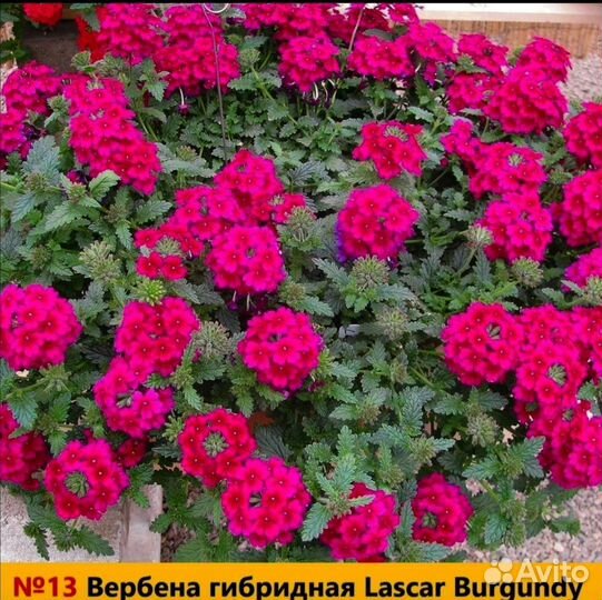 Вегетативка