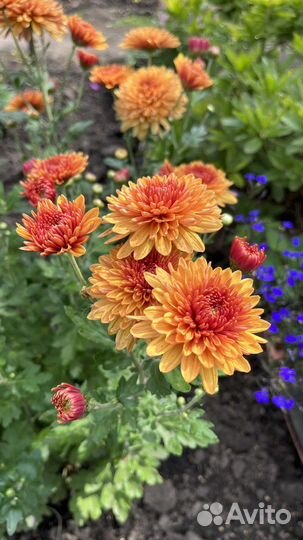 Хризантема корейская (зимующая)