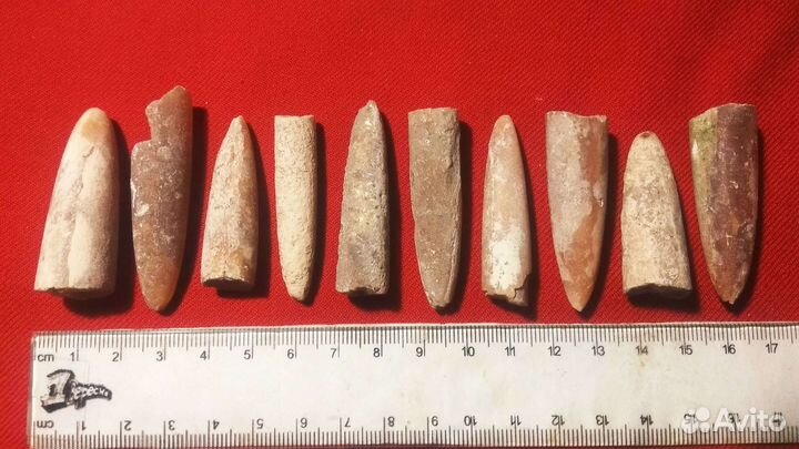 Белемнит Острый (10 штук, средний размер)