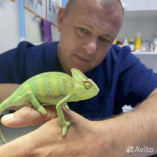 Лечение.Кастрация, Стерилизация кошек и собак