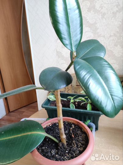 Продам комнатные цветы