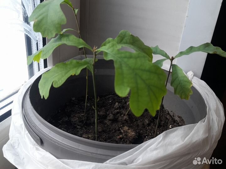 Дуб саженцы