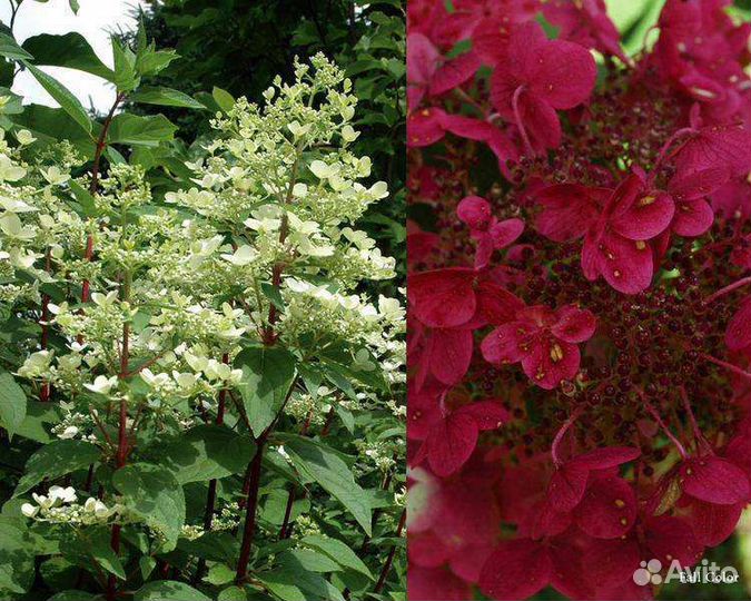 Гортензия Вимс Ред