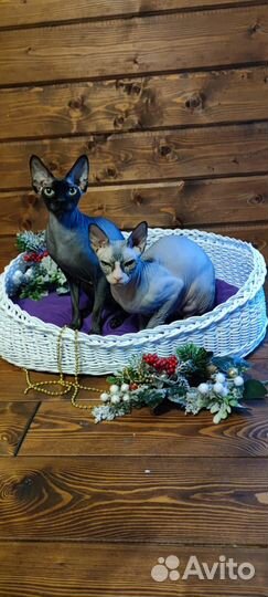 Лежанка для кошек и собак из ротанга