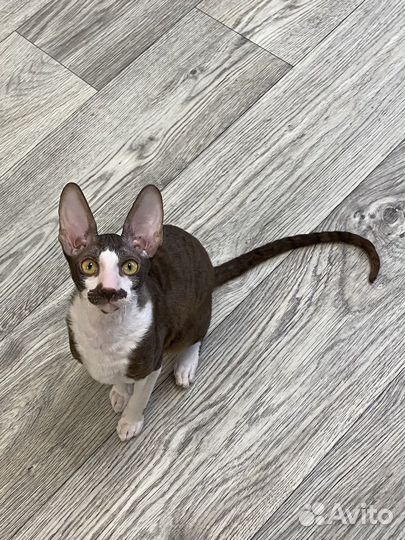 Корниш-рекс