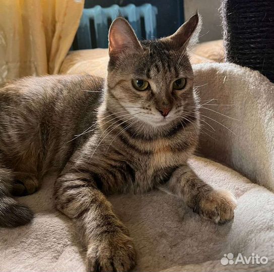 Кошки в добрые руки бесплатно