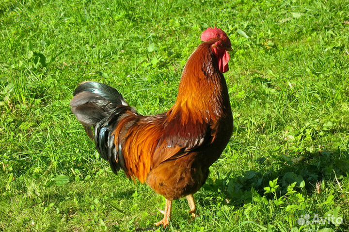 Продам петухов и курочек