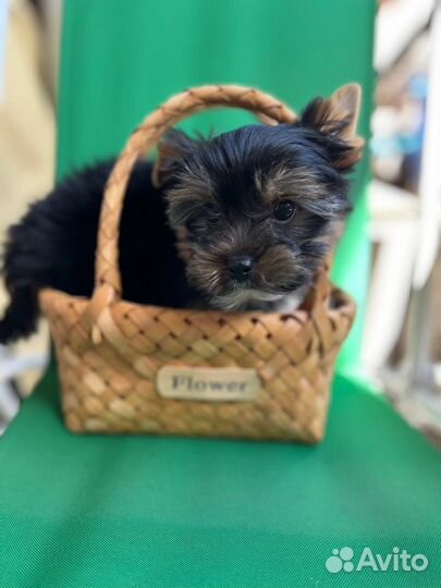 Йоркширский терьер