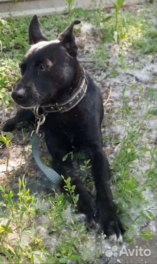 Мальчик из, черного приюта