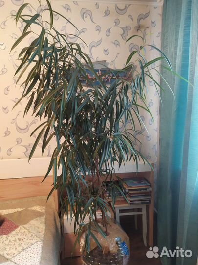 Фикус узколистный