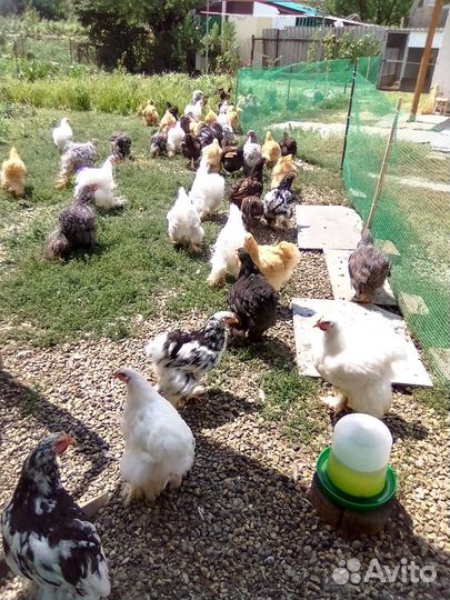 Куры породы кокинхин И орпингтон