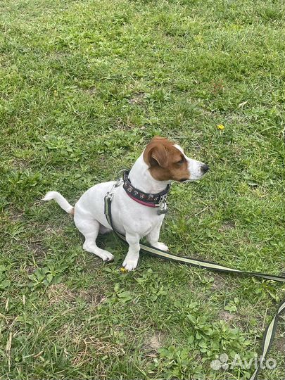 Услуги кинолога