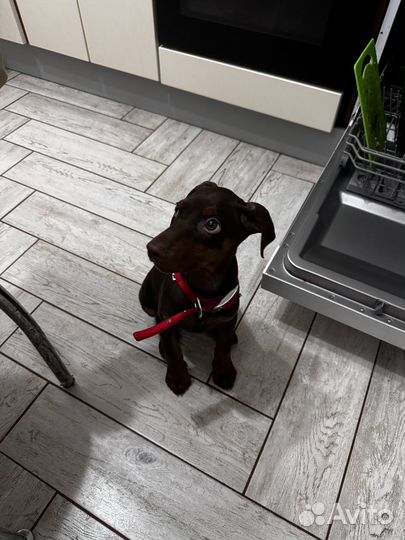 Продается, доберман, девочка