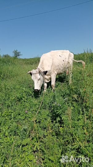 Корова дойная с теленком
