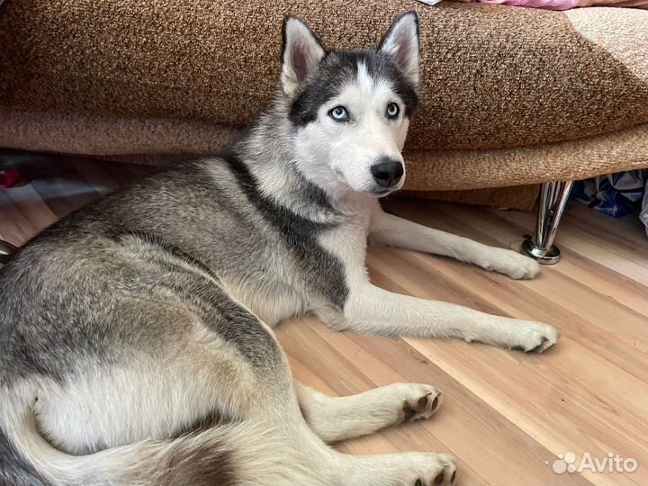 Сибирский хаски