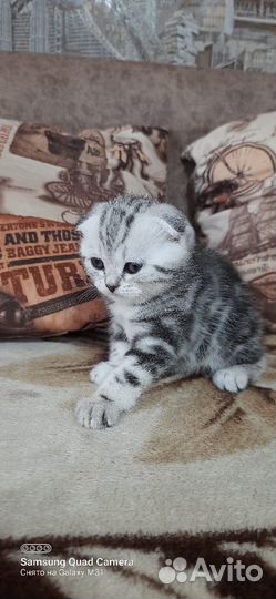 Шотландские котята