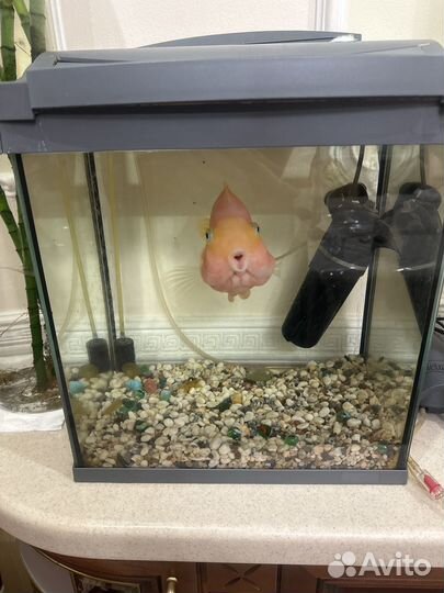 Аквариум с рыбкой