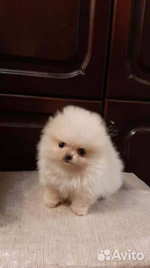 Мальчик пушистое облачко