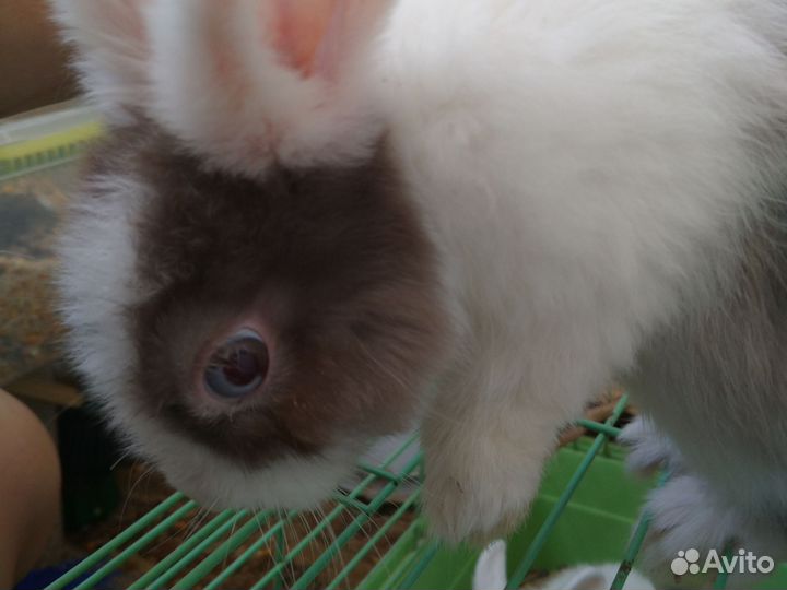 Кролик с клеткой