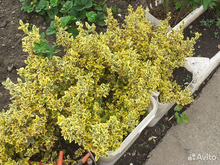 Растения почва покровнын бересклён