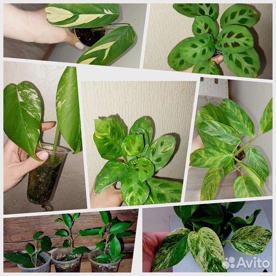 Домашние растения цветы